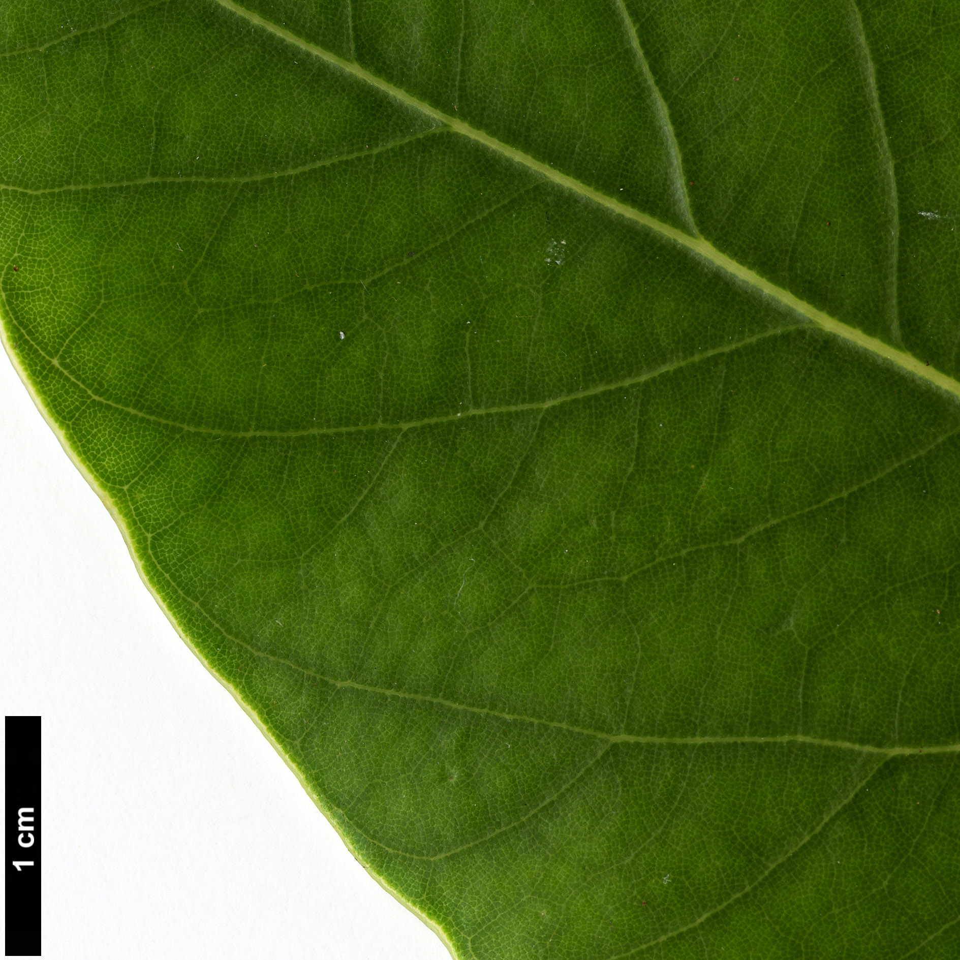 High resolution image: Family: Lauraceae - Genus: Alseodaphne - Taxon: cfr. utillis High resolution image: Family: Lauraceae - Genus: Alseodaphne - Taxon: cfr. utillis